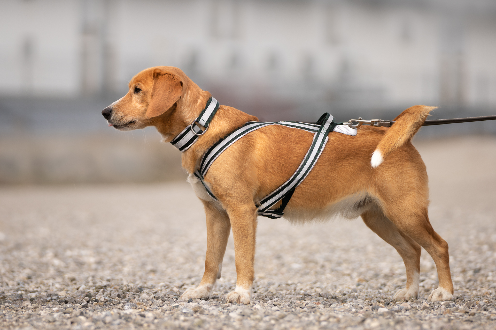 Dogline Westen-Geschirr Für Hunde – Mit „Adopt Me“-Patches, Verstellbar